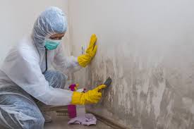 Best Mold Documentation for Insurance Claims in Enid, OK